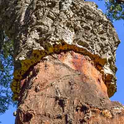 Sobre el corcho 4 corcho virgen